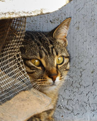 Close-up portrait of tabby cat