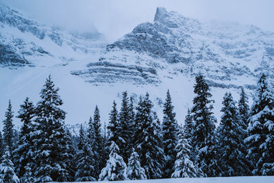 Pine trees on snowcapped mountains against sky