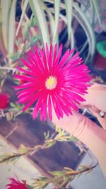 Close-up of pink flower