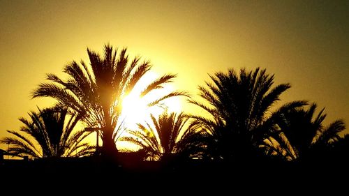 Silhouette of trees at sunset