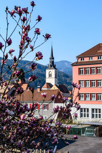 Flowers on tree by building against sky