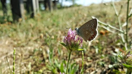 Close-up of butterfly on flowers