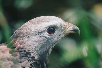 Close-up of pigeon