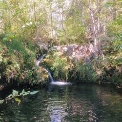 Stream flowing amidst trees in forest