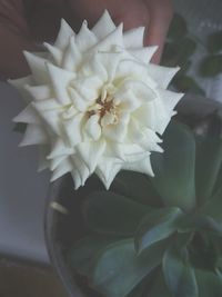 Close-up of white flower