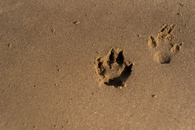 High angle view of crab on sand