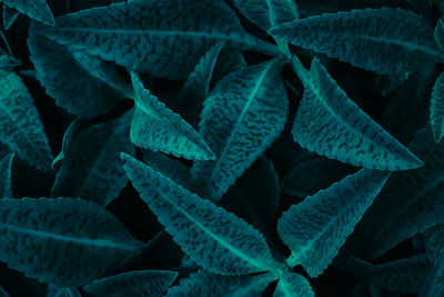 Full frame of tropical leaves texture background. 