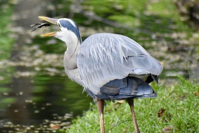 Close-up of heron perching on a field