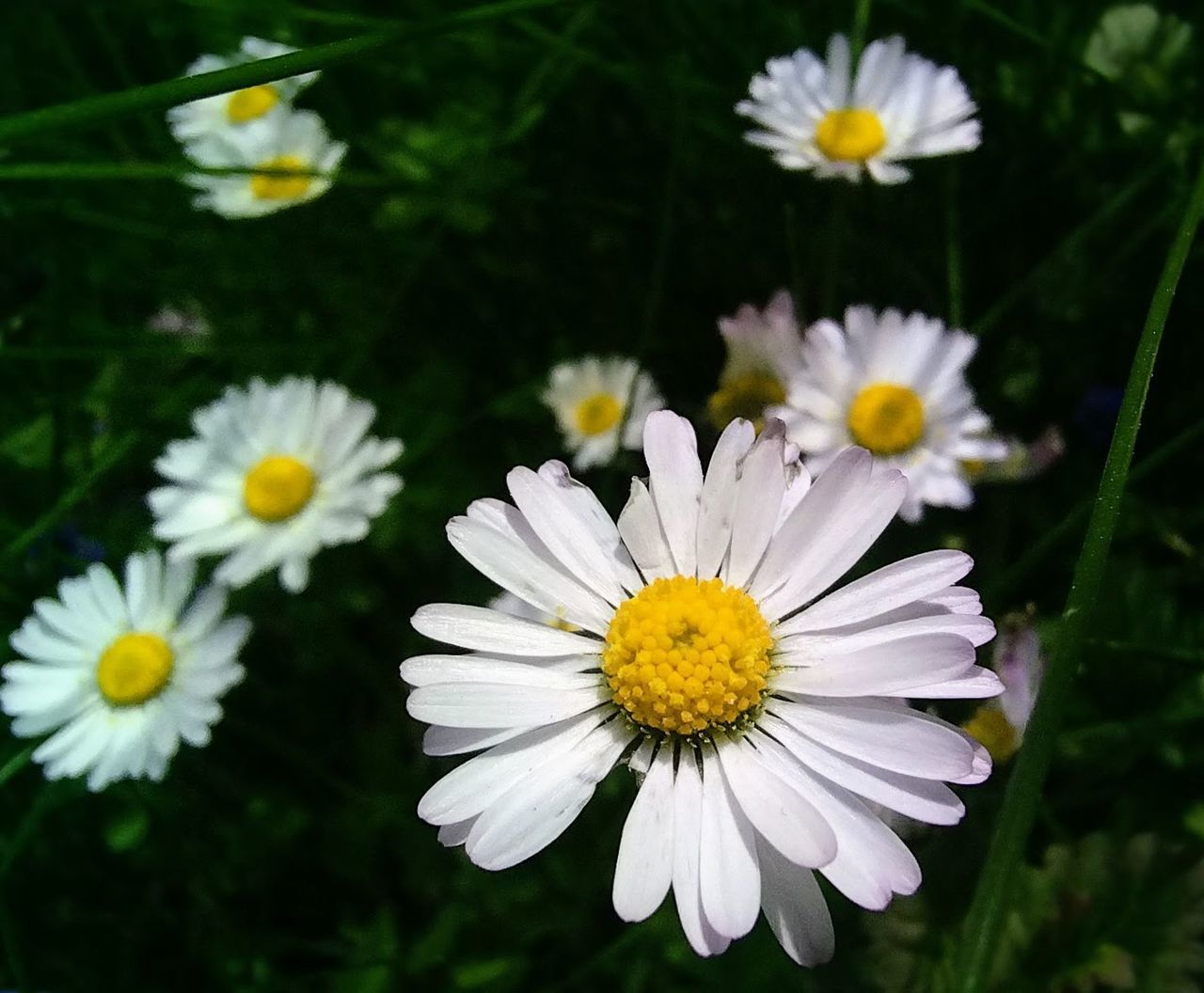 flower, flowering plant, plant, freshness, beauty in nature, daisy, flower head, fragility, petal, close-up, growth, inflorescence, nature, white, pollen, yellow, no people, botany, focus on foreground, tanacetum parthenium, meadow, outdoors, herb, springtime, summer, day, animal wildlife, blossom, garden cosmos, macro photography, wildflower