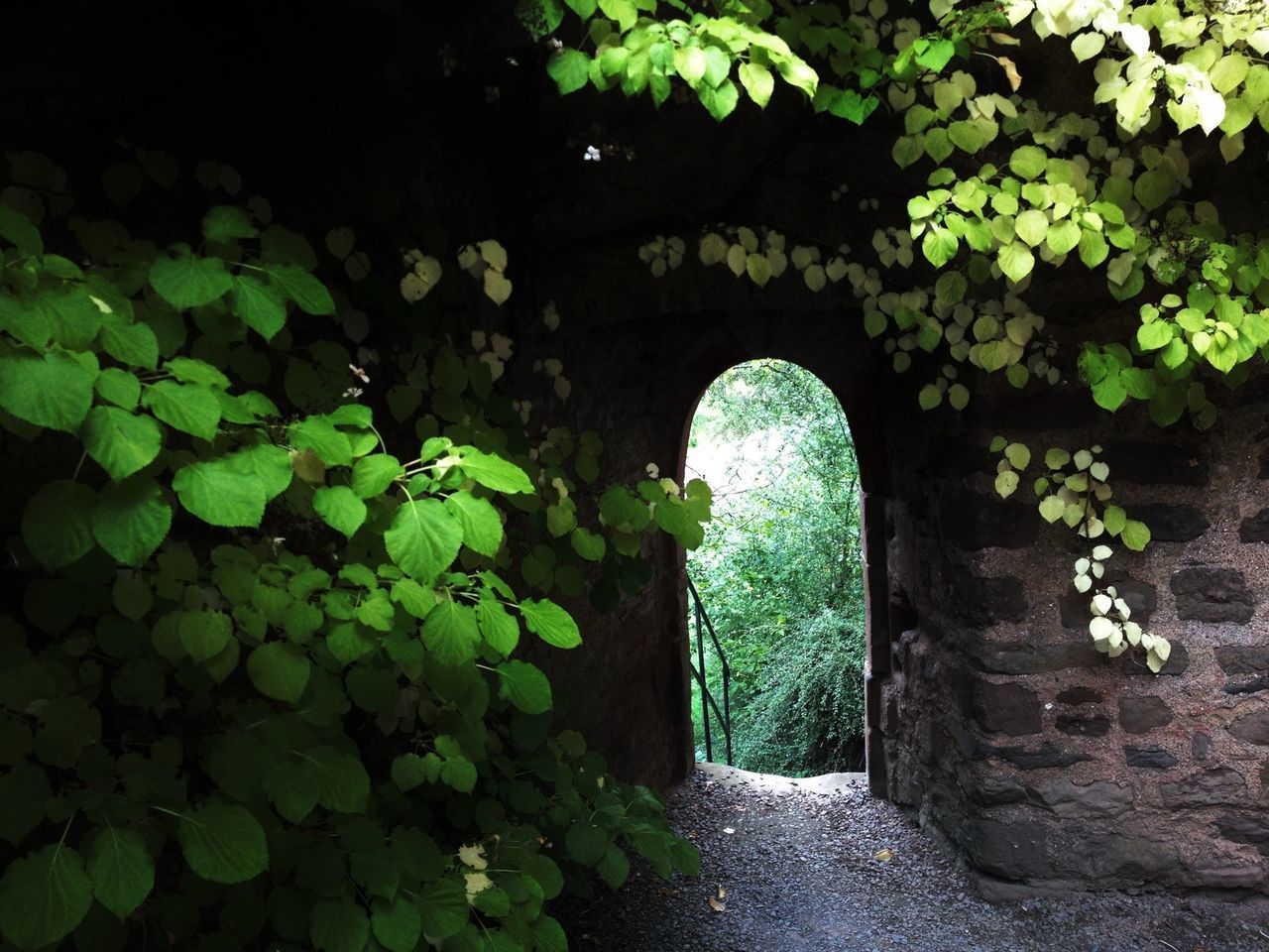ARCHWAY AMIDST PLANTS