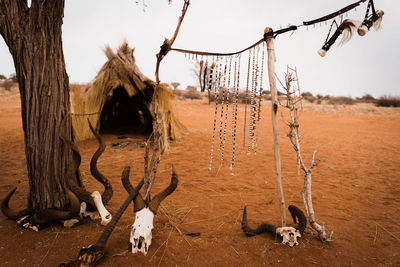 View of animal skull
