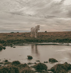 Horses on field