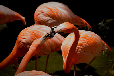 Close-up of a group of flamingos interacting