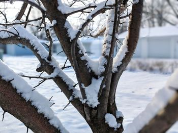 Close-up of snow covered tree