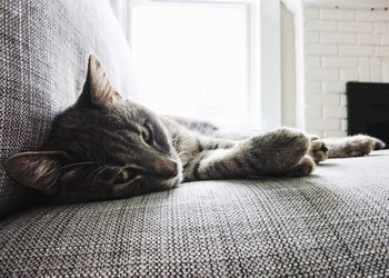 Close-up of cat sleeping on sofa at home