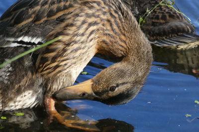 Close-up of duck swimming in lake