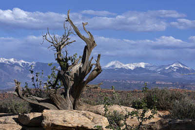 Tree and mountains at arches national park, utah. nature is amazing