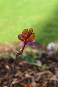 Close-up of flowering plant on land