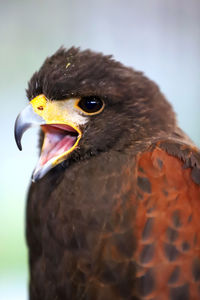 Close-up of a bird looking away