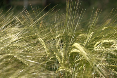 Close-up of wheat growing on field