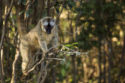 Portrait of monkey on tree in forest