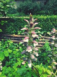 Close-up of flowering plants in yard