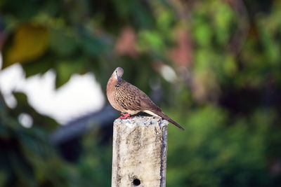 Close-up of bird perching on wooden post