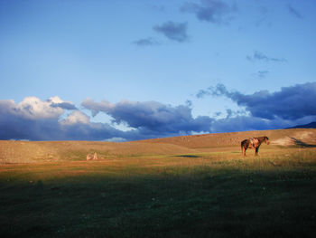 Horses grazing in a field