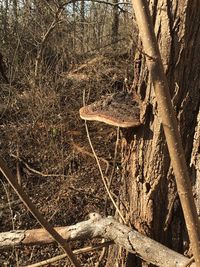 Bare tree in forest