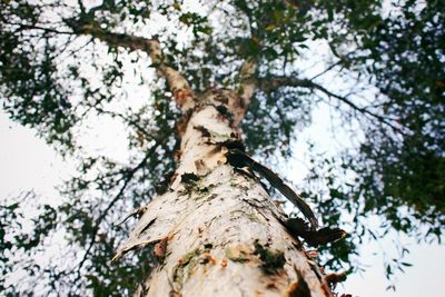 Low angle view of a tree