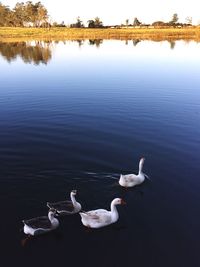 High angle view of swans swimming in lake