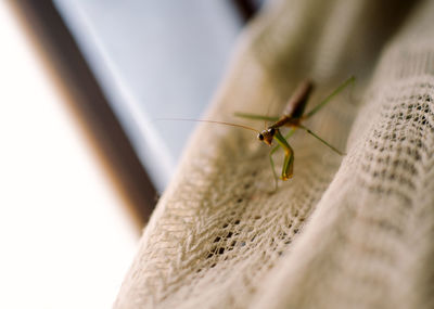 High angle view of grasshopper on jute