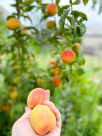 Person holding apple