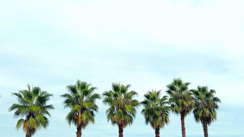 Palm trees on beach against sky