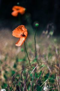 Close-up of orange flower on field