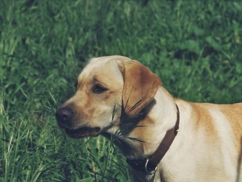 Close-up of a dog looking away