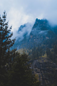 Scenic view of forest against sky