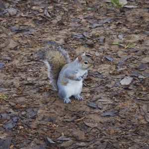 High angle view of squirrel on field