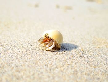 Close-up of hermit crab on sand at beach