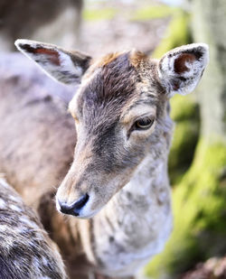 Close-up of deer