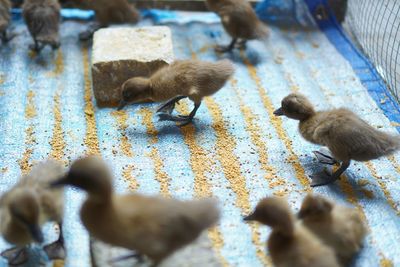 High angle view of ducks on rock