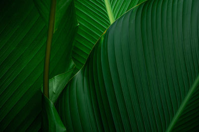 Closeup of green leaves texture background. tropical leaf