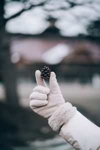 Cropped hand holding pine cone