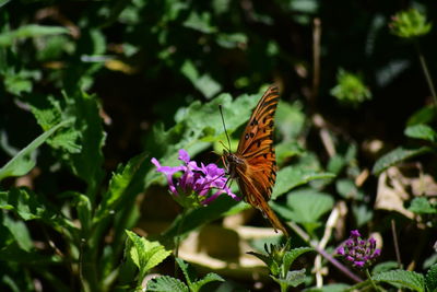 Butterfly on flower