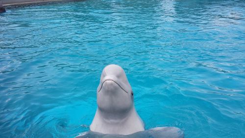 View of dolphin in swimming pool