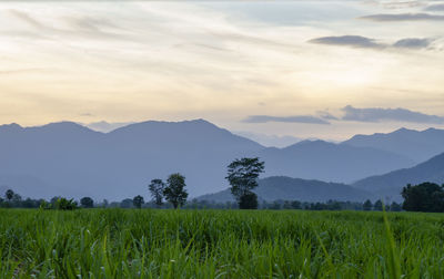 Scenic view of agricultural field against sky