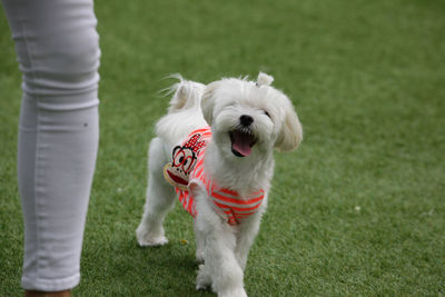 White dog running on field
