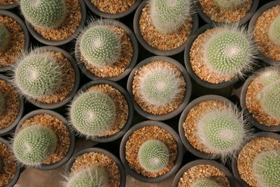 Full frame shot of cactus
