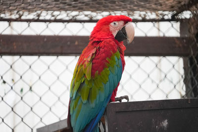 Close-up of parrot perching in cage