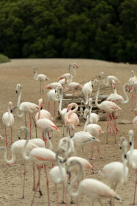 Flock of birds in lake